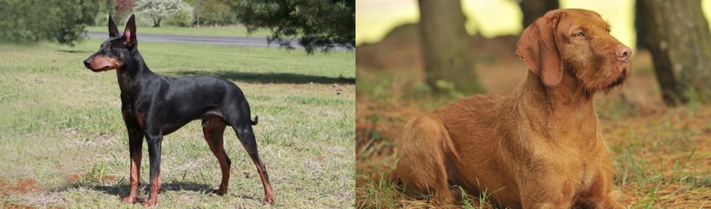 Hungarian Wirehaired Vizsla vs Manchester Terrier - Breed Comparison