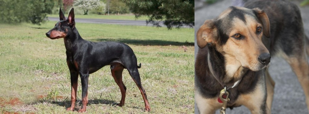 Huntaway vs Manchester Terrier - Breed Comparison