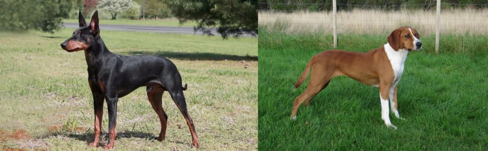 Hygenhund vs Manchester Terrier - Breed Comparison