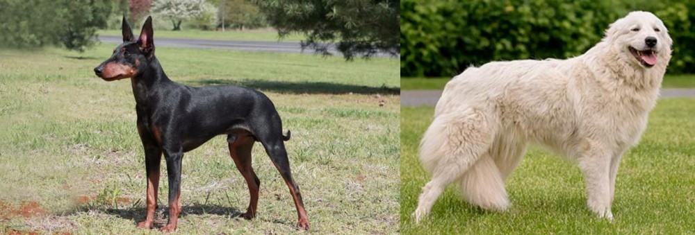 Maremma Sheepdog vs Manchester Terrier - Breed Comparison