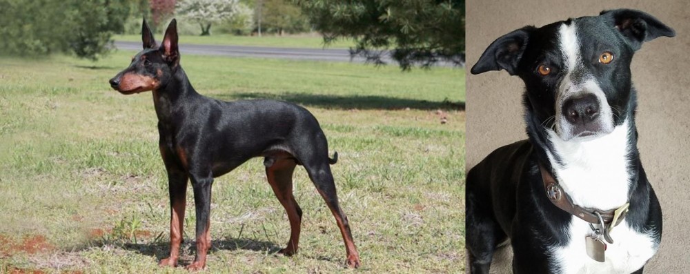 McNab vs Manchester Terrier - Breed Comparison