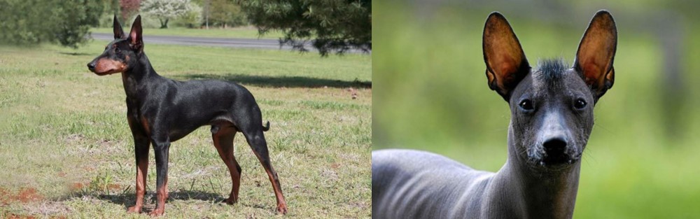 Mexican Hairless vs Manchester Terrier - Breed Comparison