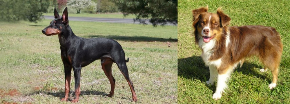 Miniature Australian Shepherd vs Manchester Terrier - Breed Comparison