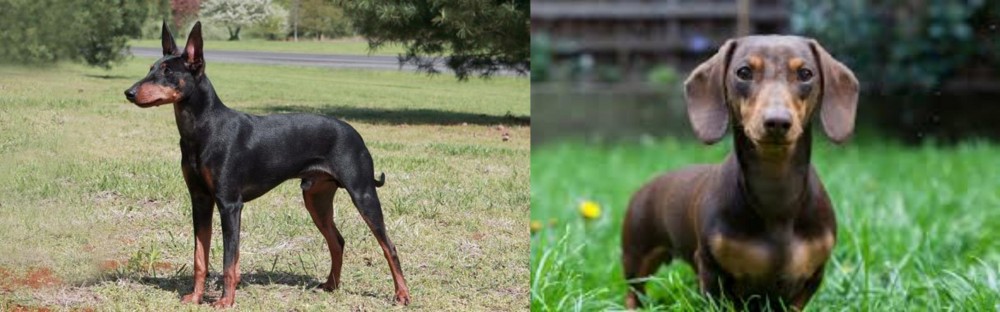 Miniature Dachshund vs Manchester Terrier - Breed Comparison
