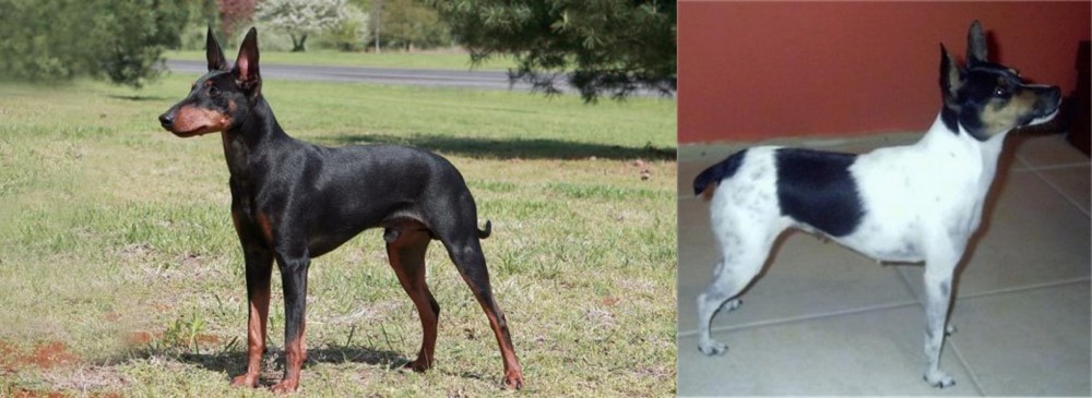 Miniature Fox Terrier vs Manchester Terrier - Breed Comparison