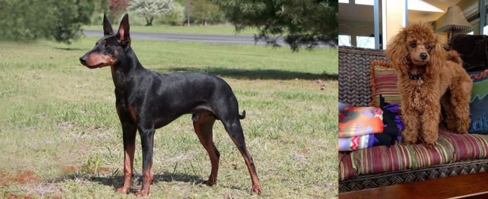 Miniature Poodle vs Manchester Terrier - Breed Comparison