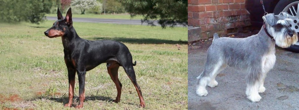 Miniature Schnauzer vs Manchester Terrier - Breed Comparison