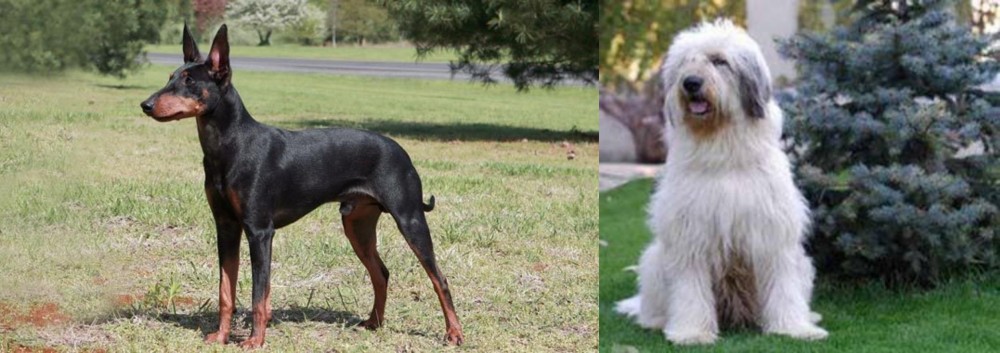 Mioritic Sheepdog vs Manchester Terrier - Breed Comparison