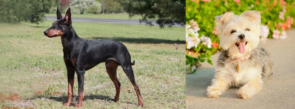 Morkie vs Manchester Terrier - Breed Comparison