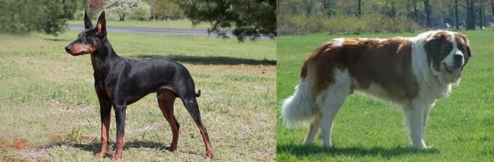 Moscow Watchdog vs Manchester Terrier - Breed Comparison