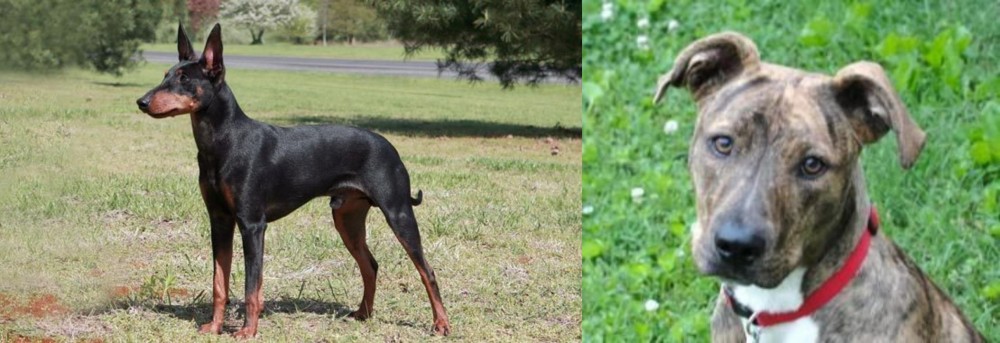 Mountain Cur vs Manchester Terrier - Breed Comparison
