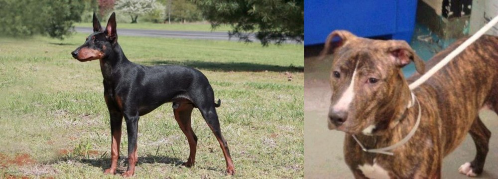 Mountain View Cur vs Manchester Terrier - Breed Comparison