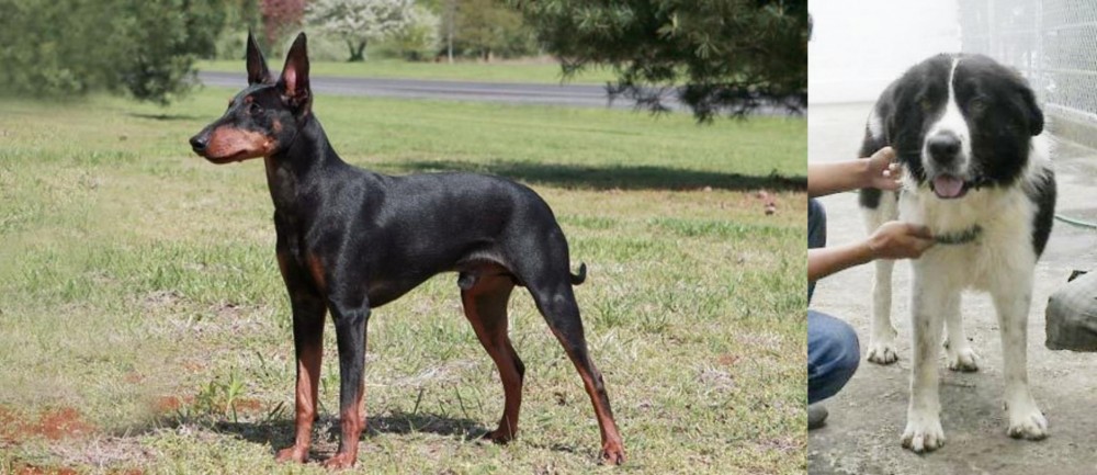 Mucuchies vs Manchester Terrier - Breed Comparison