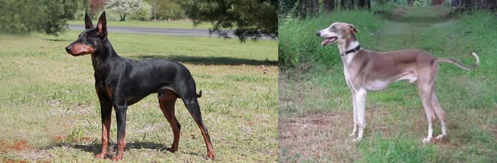 Mudhol Hound vs Manchester Terrier - Breed Comparison