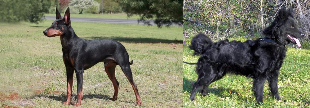 Mudi vs Manchester Terrier - Breed Comparison