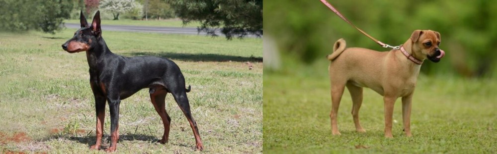 Muggin vs Manchester Terrier - Breed Comparison