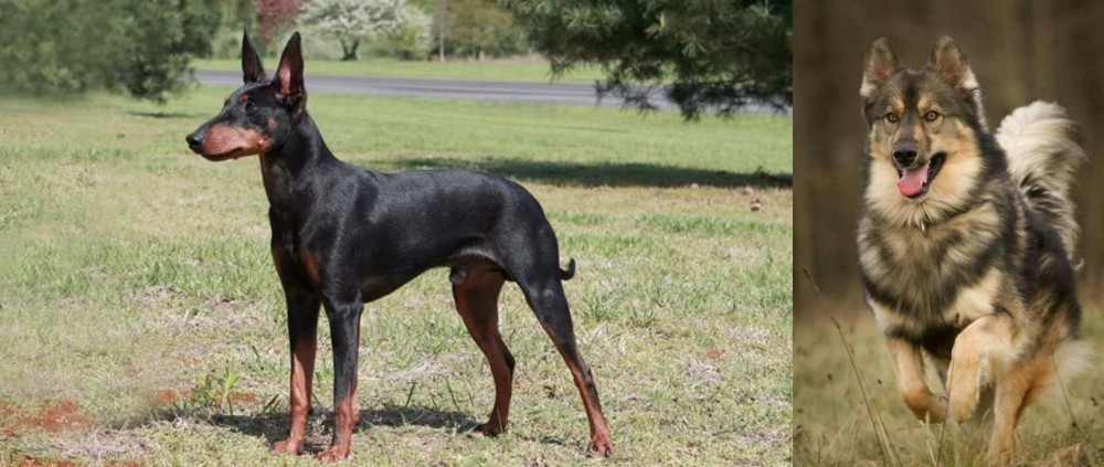 Native American Indian Dog vs Manchester Terrier - Breed Comparison