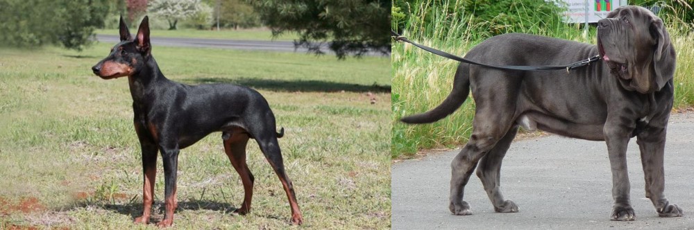 Neapolitan Mastiff vs Manchester Terrier - Breed Comparison