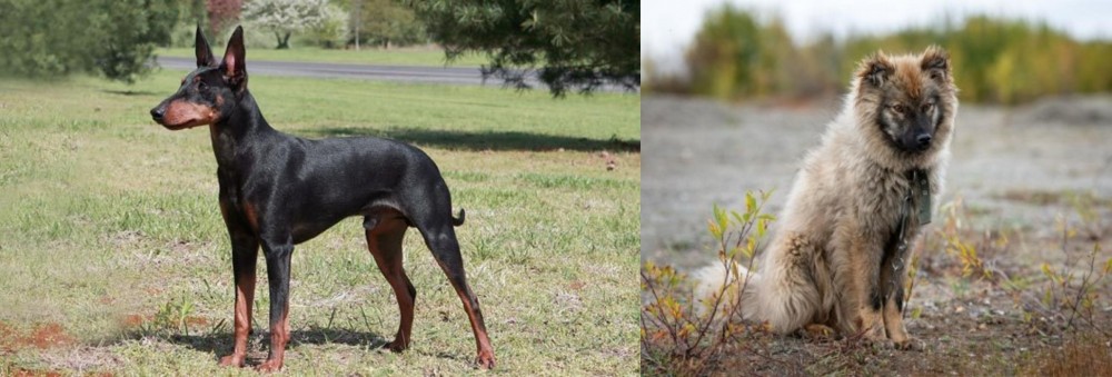 Nenets Herding Laika vs Manchester Terrier - Breed Comparison