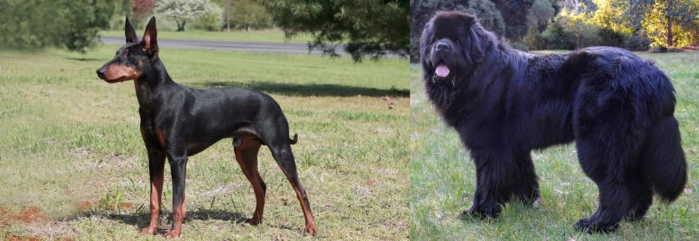 Newfoundland Dog vs Manchester Terrier - Breed Comparison