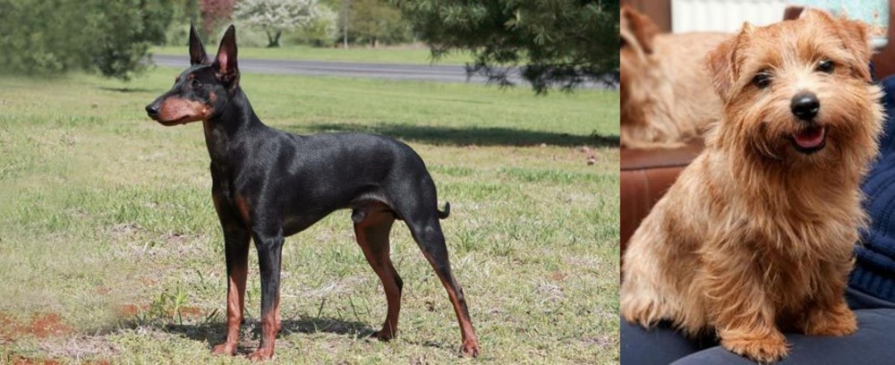 Norfolk Terrier vs Manchester Terrier - Breed Comparison