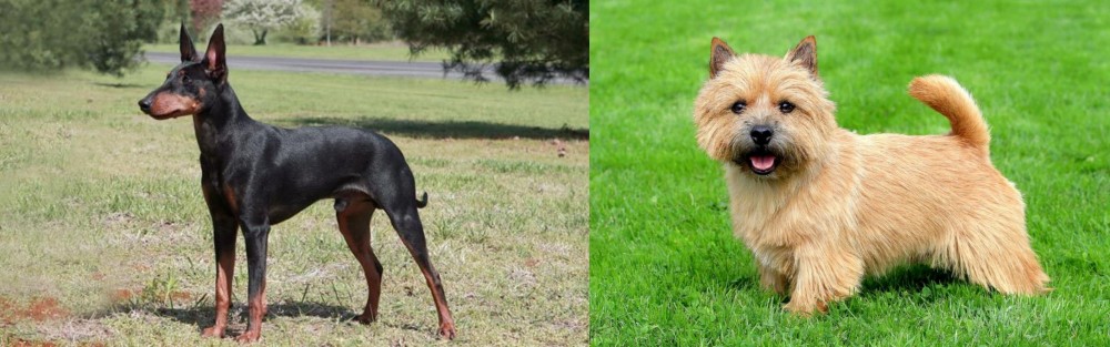 Norwich Terrier vs Manchester Terrier - Breed Comparison