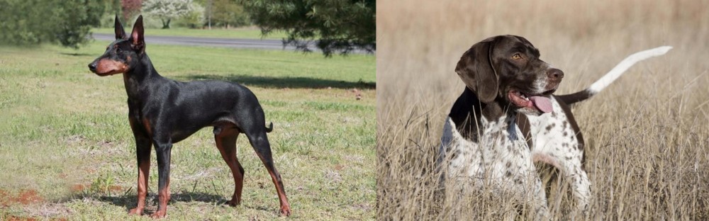 Old Danish Pointer vs Manchester Terrier - Breed Comparison