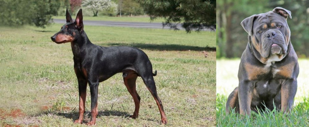 Olde English Bulldogge vs Manchester Terrier - Breed Comparison