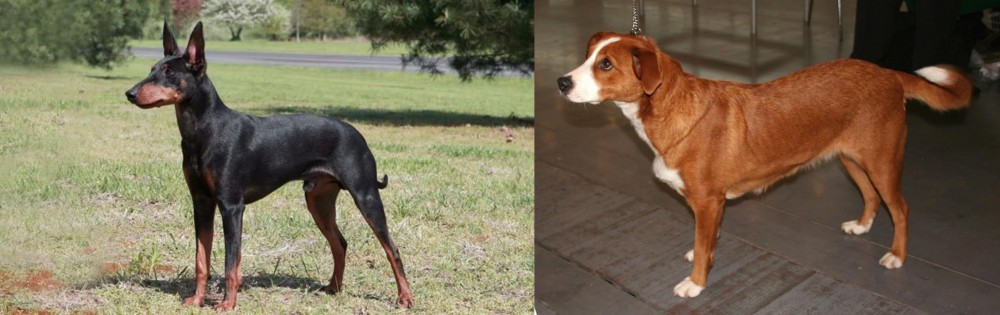 Osterreichischer Kurzhaariger Pinscher vs Manchester Terrier - Breed Comparison