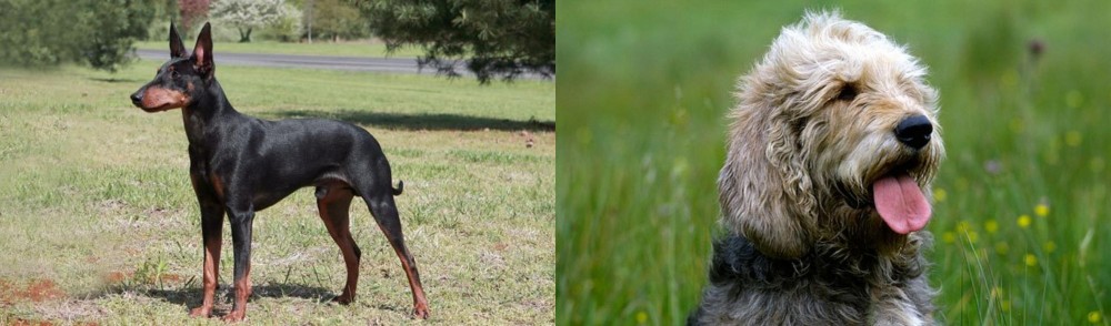 Otterhound vs Manchester Terrier - Breed Comparison