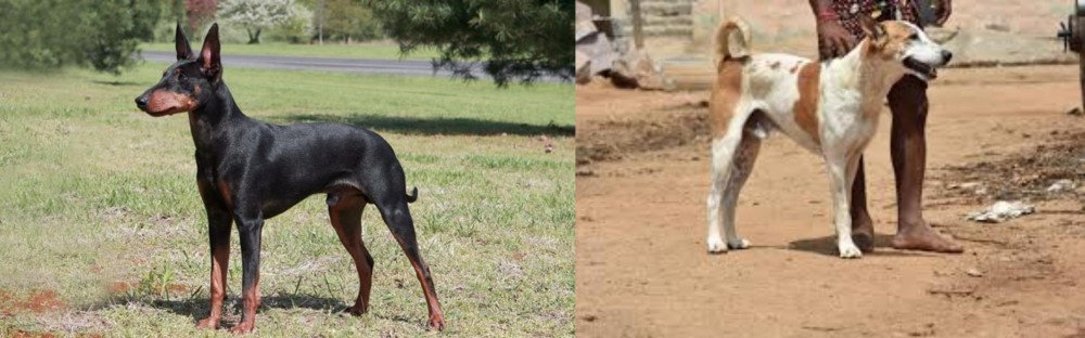 Pandikona vs Manchester Terrier - Breed Comparison