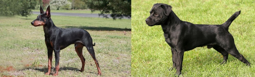 Patterdale Terrier vs Manchester Terrier - Breed Comparison