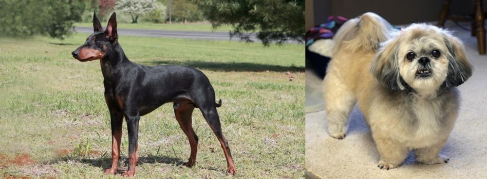PekePoo vs Manchester Terrier - Breed Comparison
