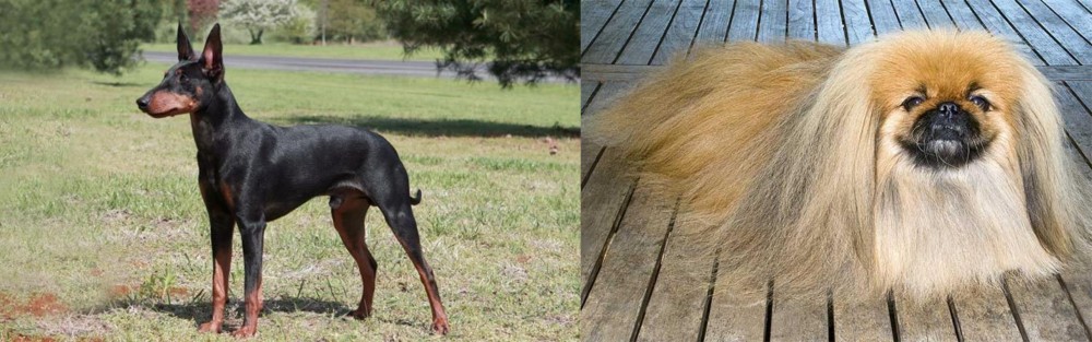 Pekingese vs Manchester Terrier - Breed Comparison