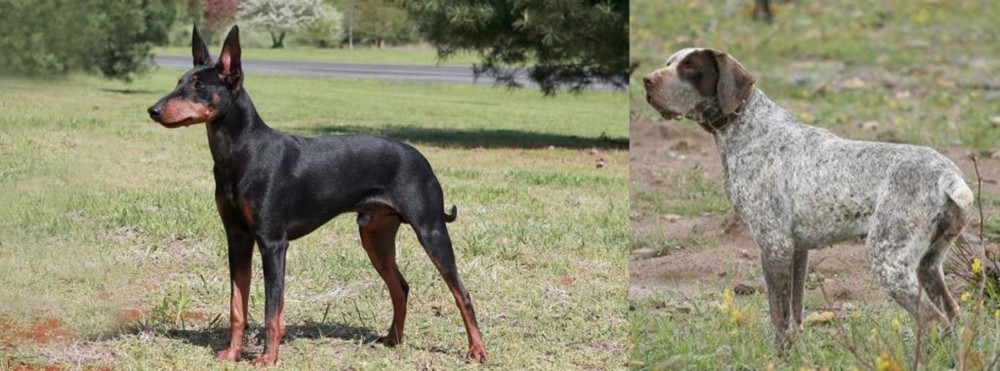 Perdiguero de Burgos vs Manchester Terrier - Breed Comparison