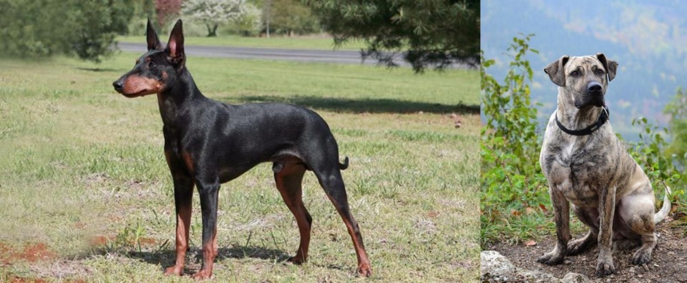 Perro Cimarron vs Manchester Terrier - Breed Comparison