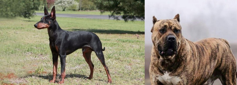 Perro de Presa Canario vs Manchester Terrier - Breed Comparison