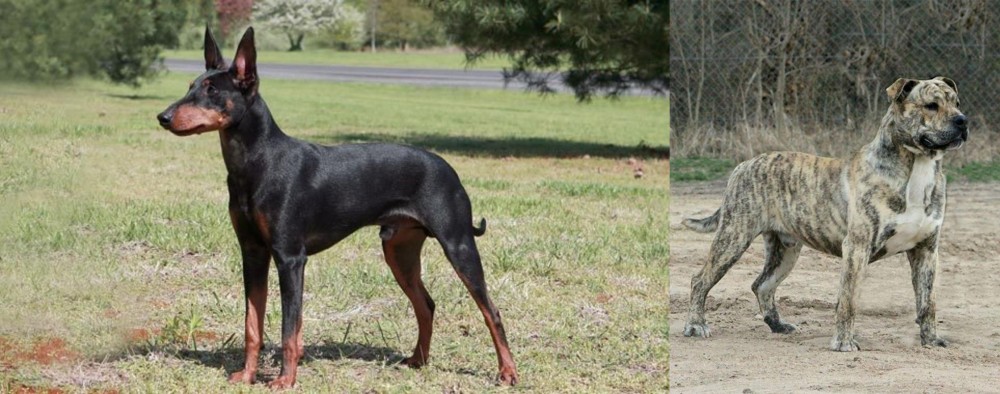 Perro de Presa Mallorquin vs Manchester Terrier - Breed Comparison