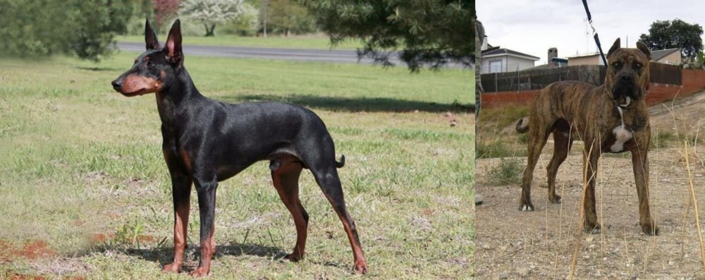 Perro de Toro vs Manchester Terrier - Breed Comparison