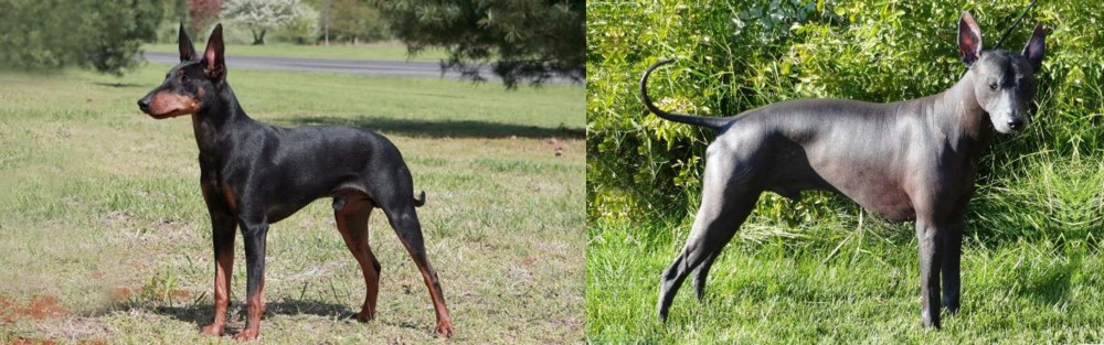 Peruvian Hairless vs Manchester Terrier - Breed Comparison