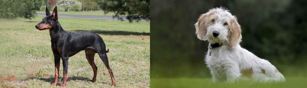Petit Basset Griffon Vendeen vs Manchester Terrier - Breed Comparison