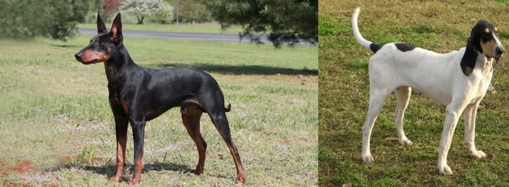 Petit Gascon Saintongeois vs Manchester Terrier - Breed Comparison