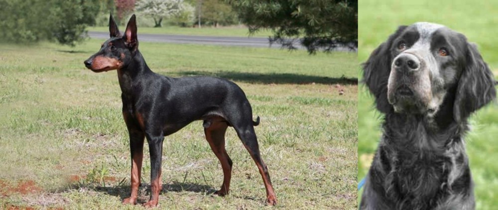 Picardy Spaniel vs Manchester Terrier - Breed Comparison