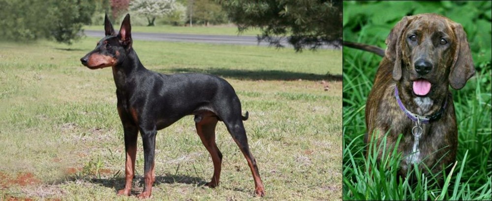 Plott Hound vs Manchester Terrier - Breed Comparison