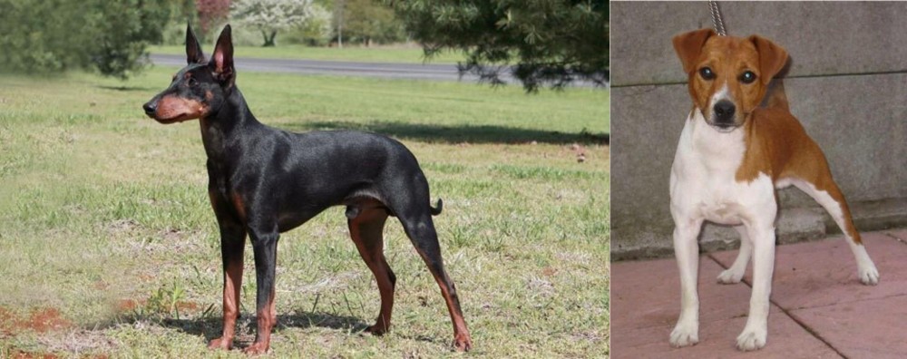 Plummer Terrier vs Manchester Terrier - Breed Comparison