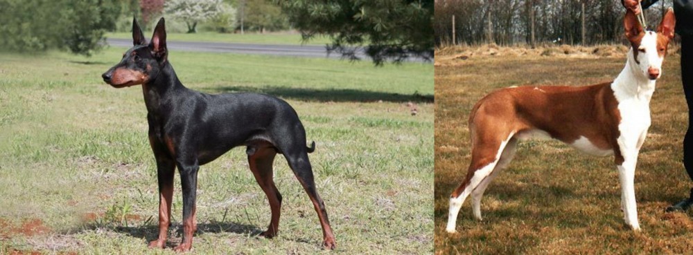 Podenco Canario vs Manchester Terrier - Breed Comparison