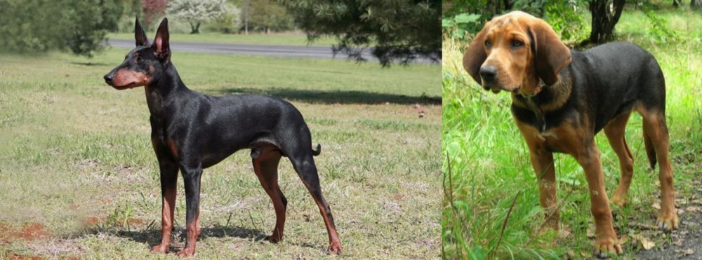Polish Hound vs Manchester Terrier - Breed Comparison