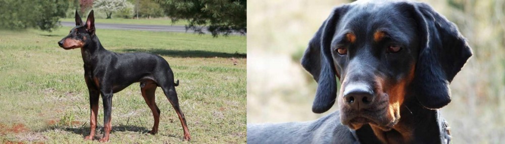 Polish Hunting Dog vs Manchester Terrier - Breed Comparison