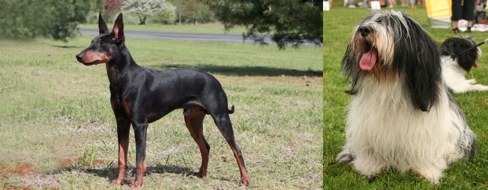 Polish Lowland Sheepdog vs Manchester Terrier - Breed Comparison