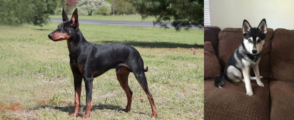 Pomsky vs Manchester Terrier - Breed Comparison